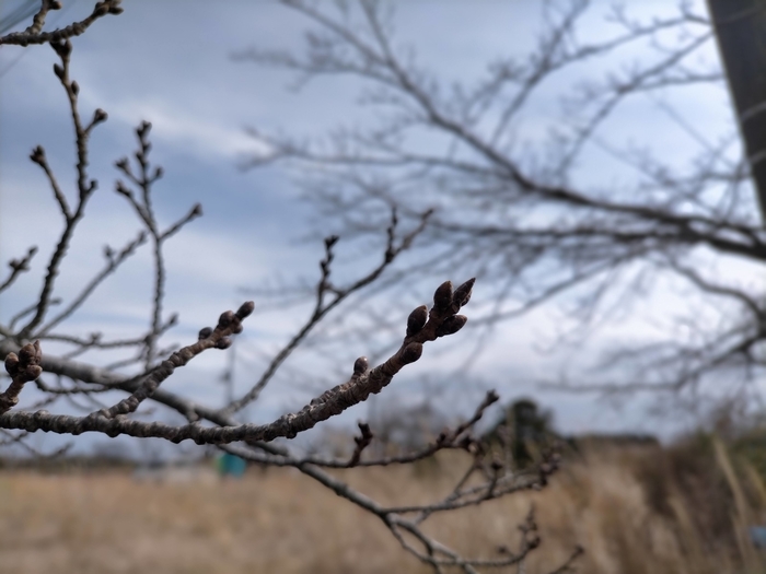 f:id:tamikiti67:20220310223947j:plain