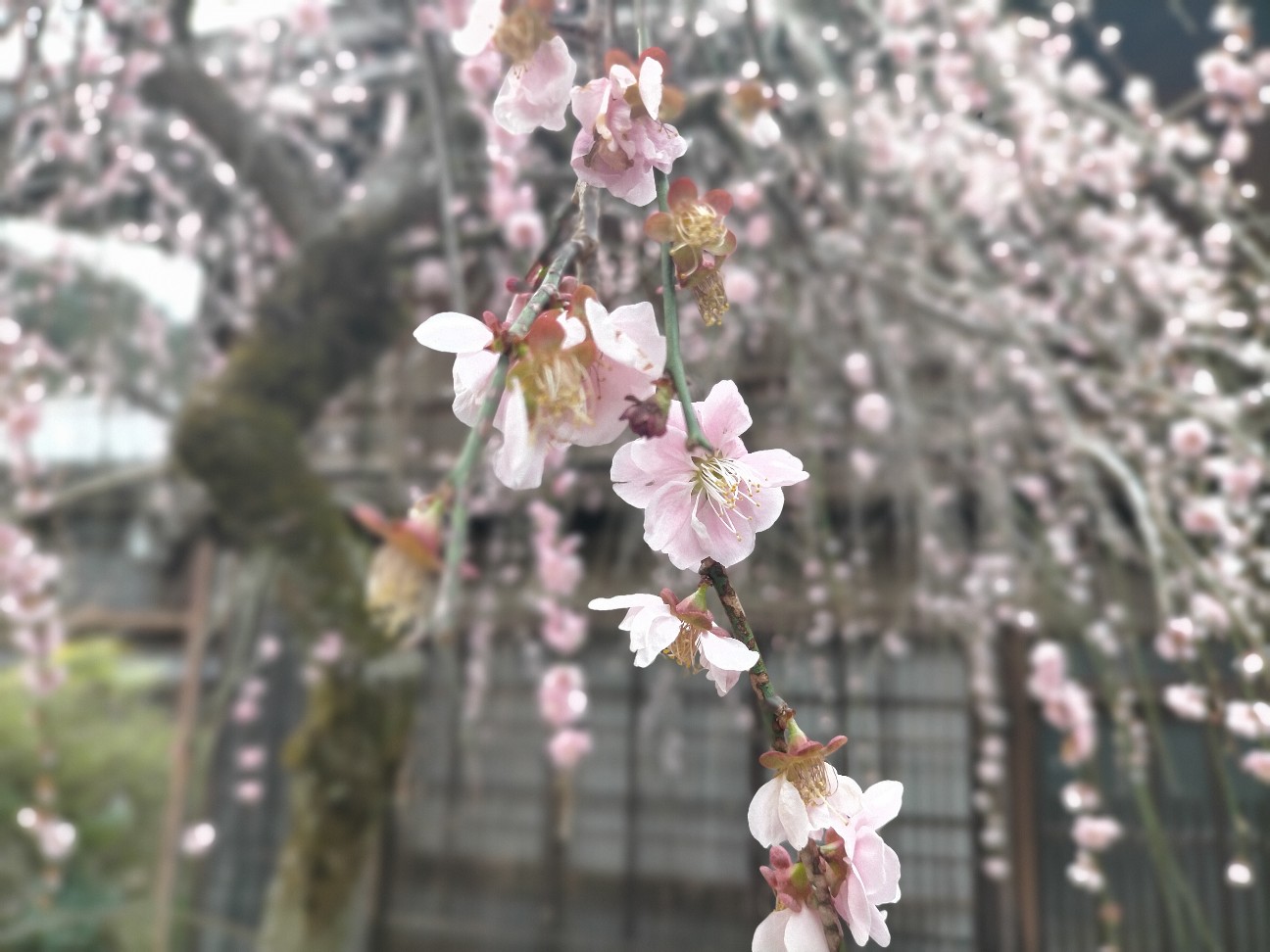 f:id:tamikiti67:20220404192503j:image f:id:tamikiti67:20220404192503j:image