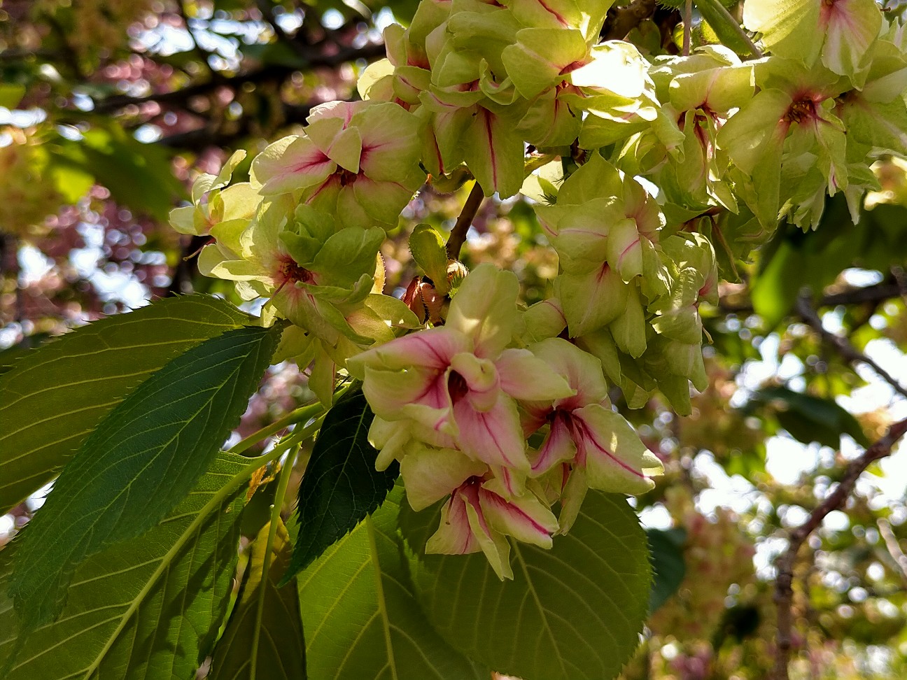 f:id:tamikiti67:20220419230945j:image