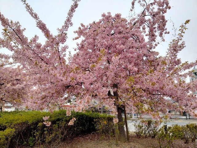 f:id:tamikiti67:20240320074431j:image