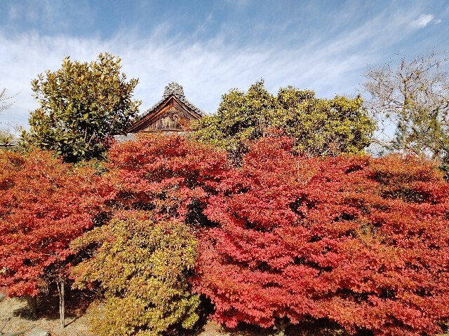 f:id:tamikiti67:20241205173131j:image