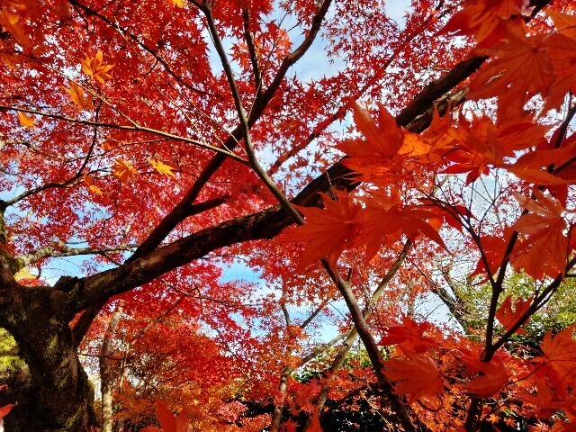 f:id:tamikiti67:20241205173151j:image