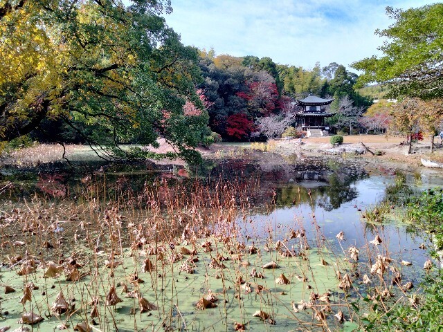 f:id:tamikiti67:20241205173218j:image