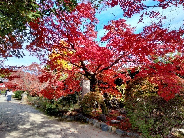 f:id:tamikiti67:20241205173314j:image