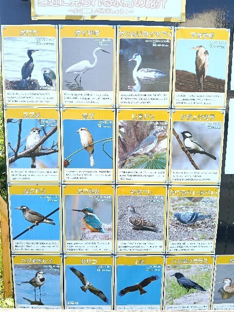 f:id:tamikiti67:20251115124445j:image