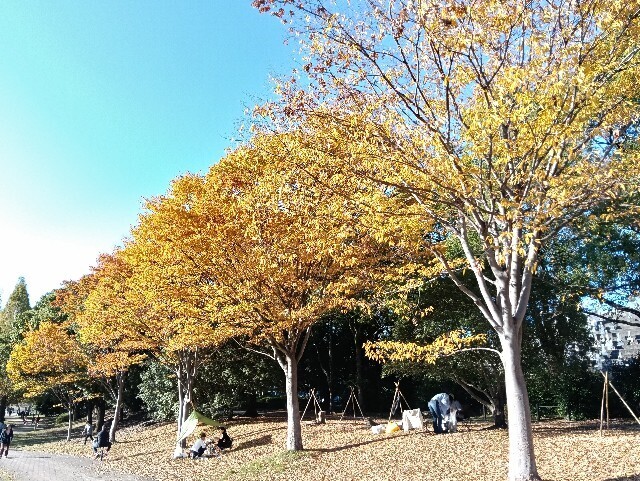 f:id:tamikiti67:20251115173609j:image