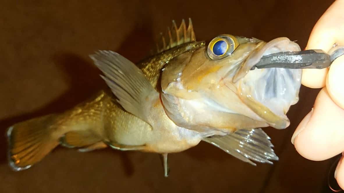 f:id:tamno:20200828133418j:plain f:id:tamno:20200828133418j:plain