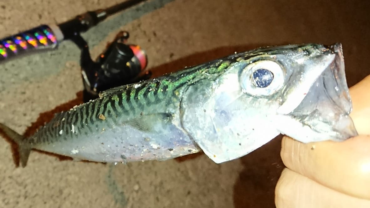 f:id:tamno:20200828134115j:plain f:id:tamno:20200828134115j:plain