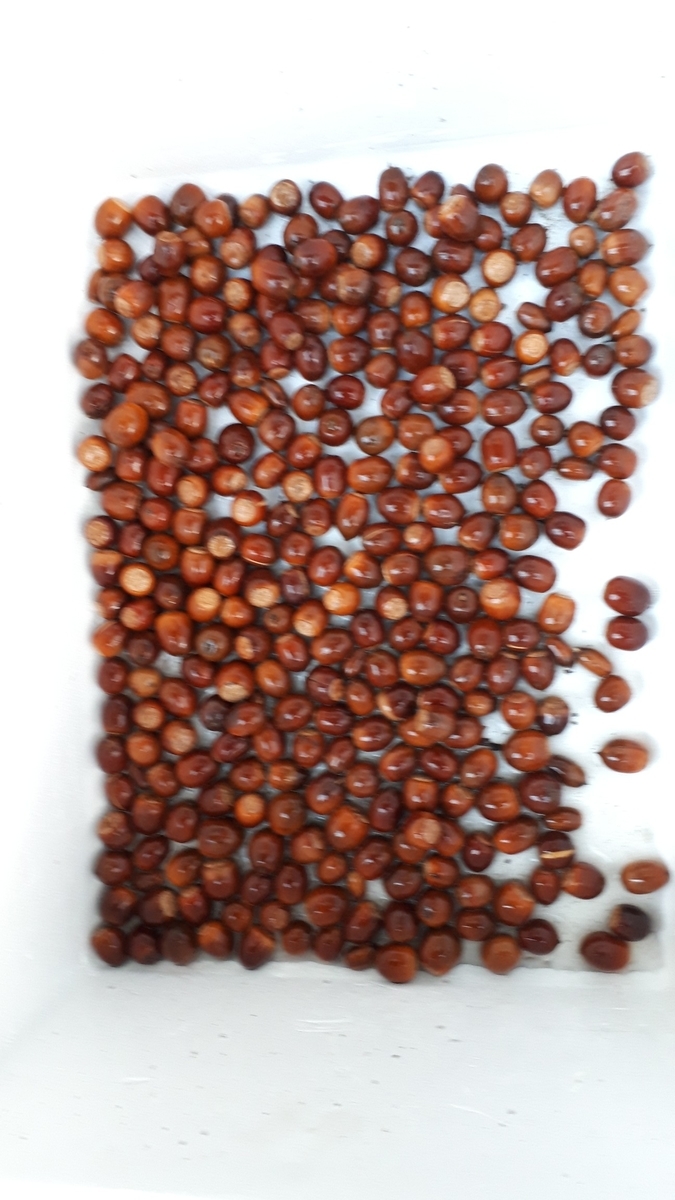 f:id:tampopo-watage:20201023184312j:plain