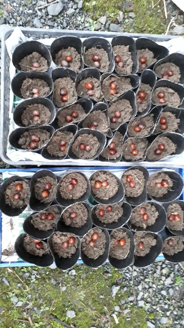 f:id:tampopo-watage:20201023184937j:plain