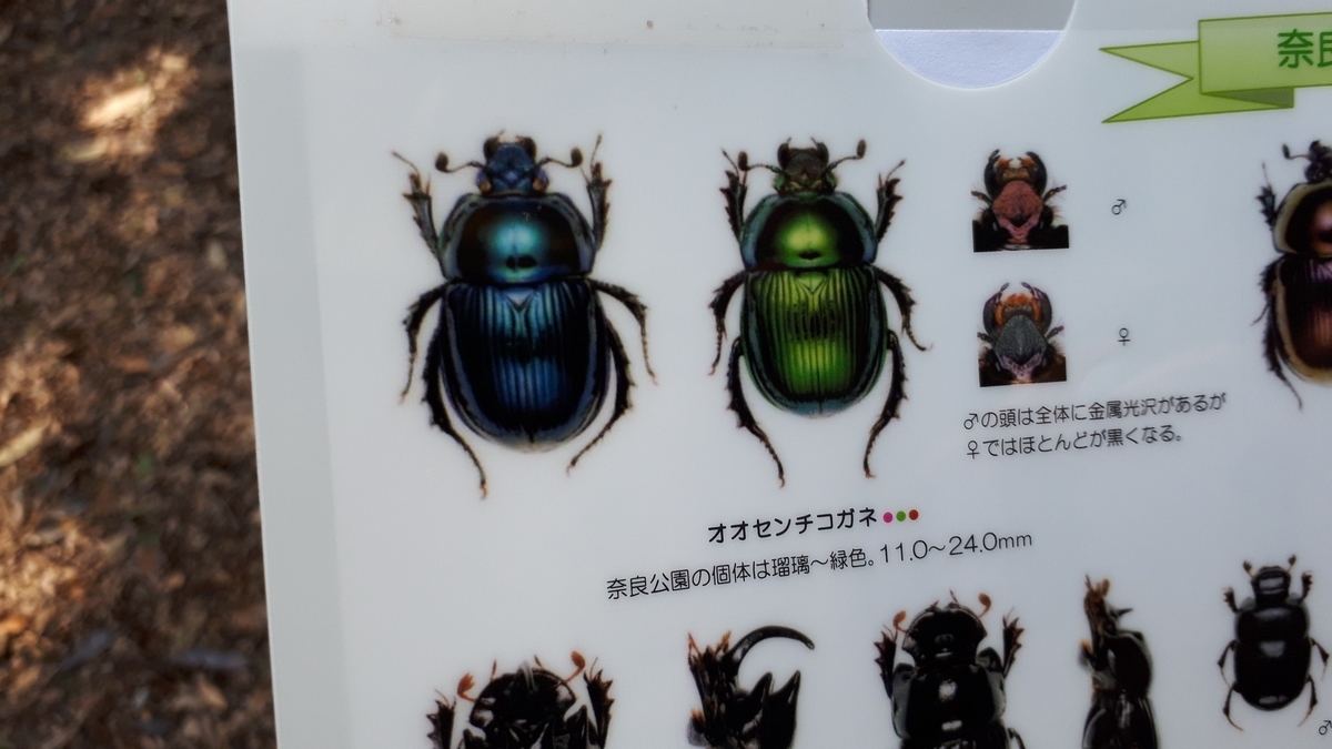 f:id:tampopo-watage:20201025225950j:plain f:id:tampopo-watage:20201025225950j:plain