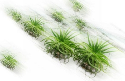 f:id:tampopo999:20100601012733j:image f:id:tampopo999:20100601012733j:image