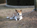 2009_0101_お正月その7