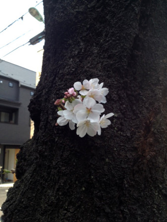 f:id:tamunade-imoko:20140329113833j:image