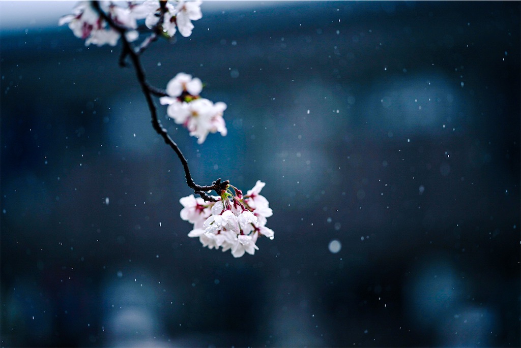 f:id:tan32tan:20210410172743j:image