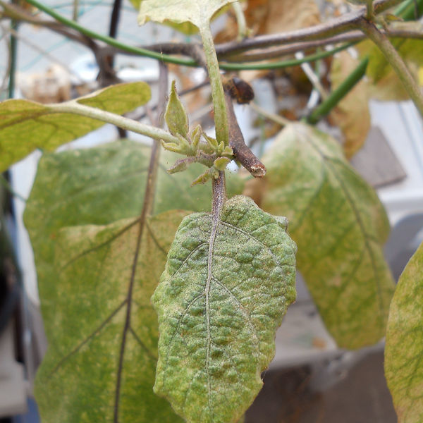 f:id:tana110:20160723082930j:plain