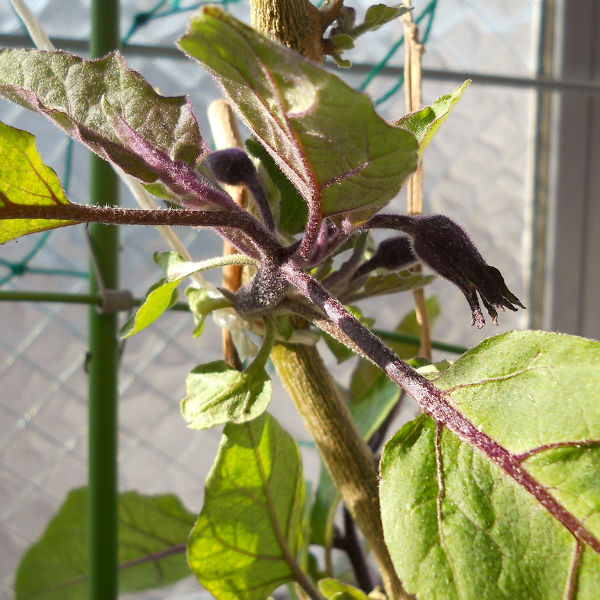 f:id:tana110:20161210224907j:plain