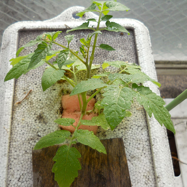 f:id:tana110:20170701214203j:plain