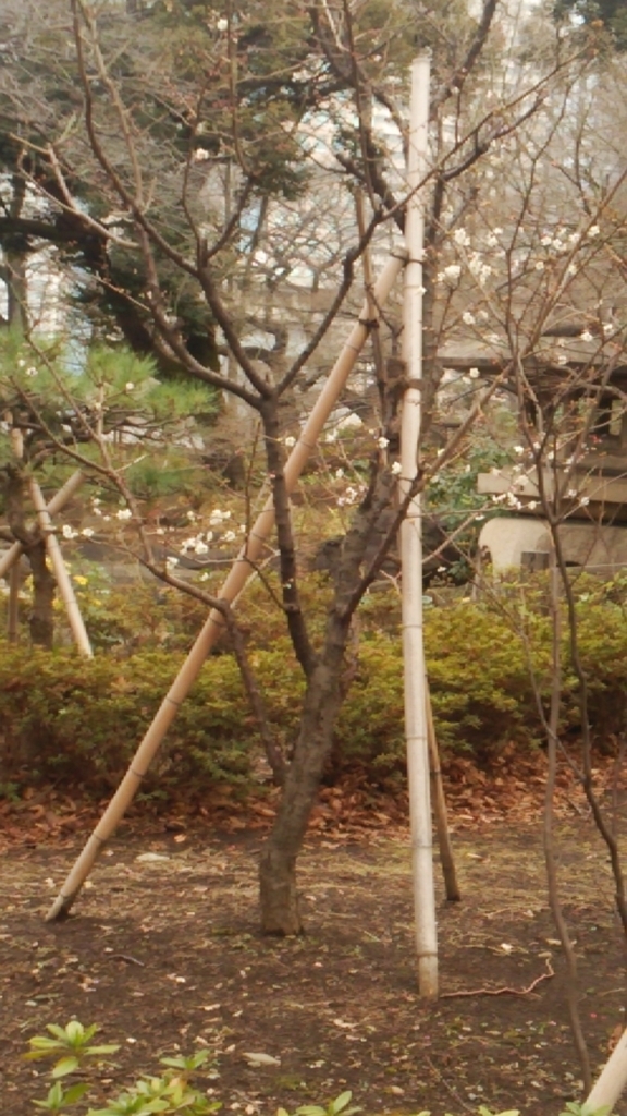 f:id:tanabetan:20180119160743j:plain f:id:tanabetan:20180119160743j:plain
