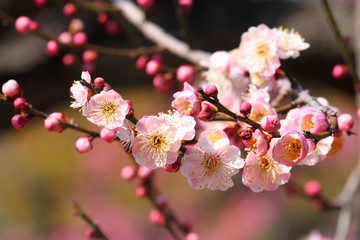 f:id:tanahashi12345:20170606112215j:plain f:id:tanahashi12345:20170606112215j:plain