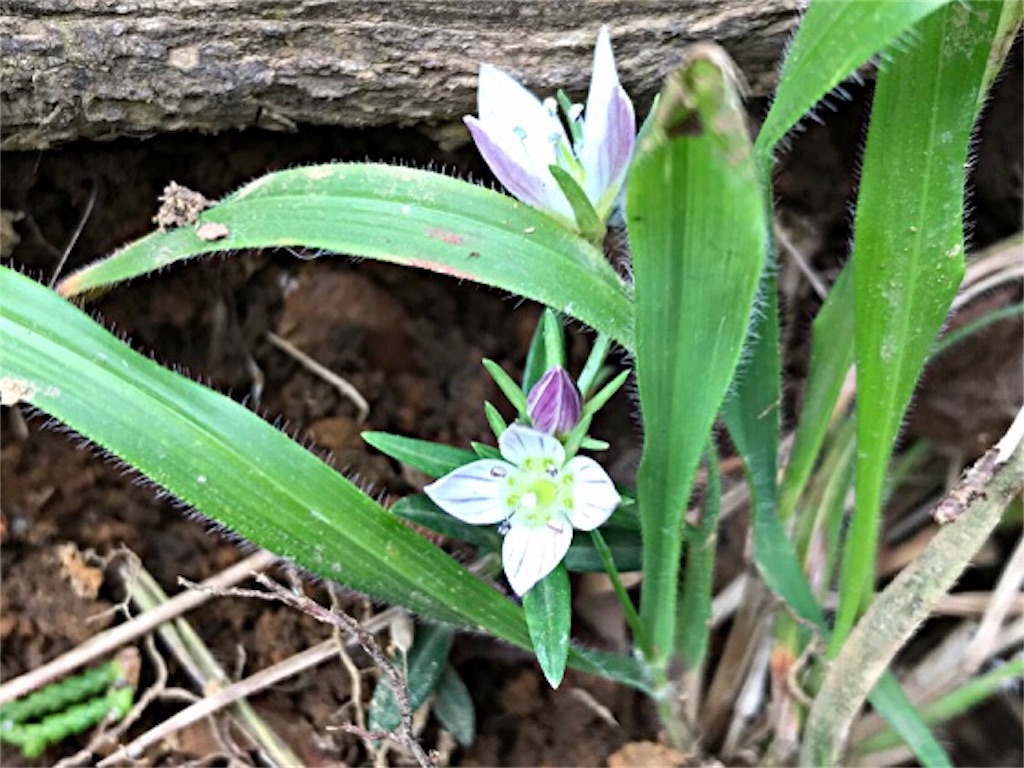 f:id:tanahication888:20181024004210j:plain f:id:tanahication888:20181024004210j:plain