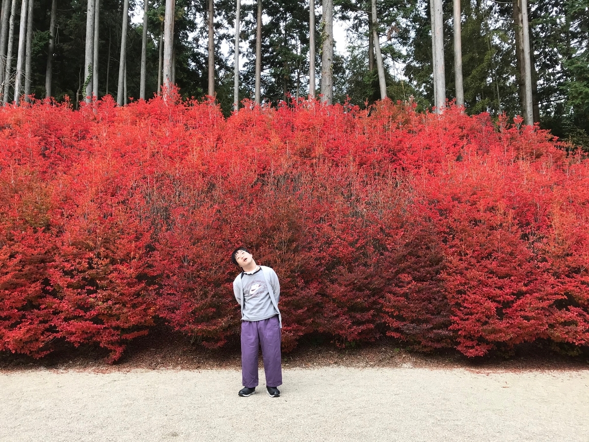 吞山観音寺　紅葉　ドウダンツツジ