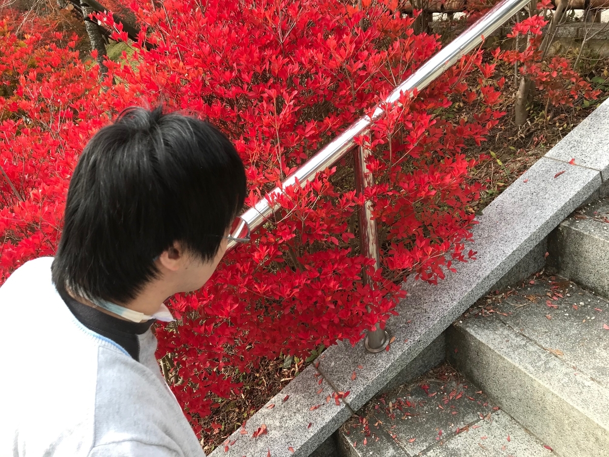 吞山観音寺　紅葉　ドウダンツツジ