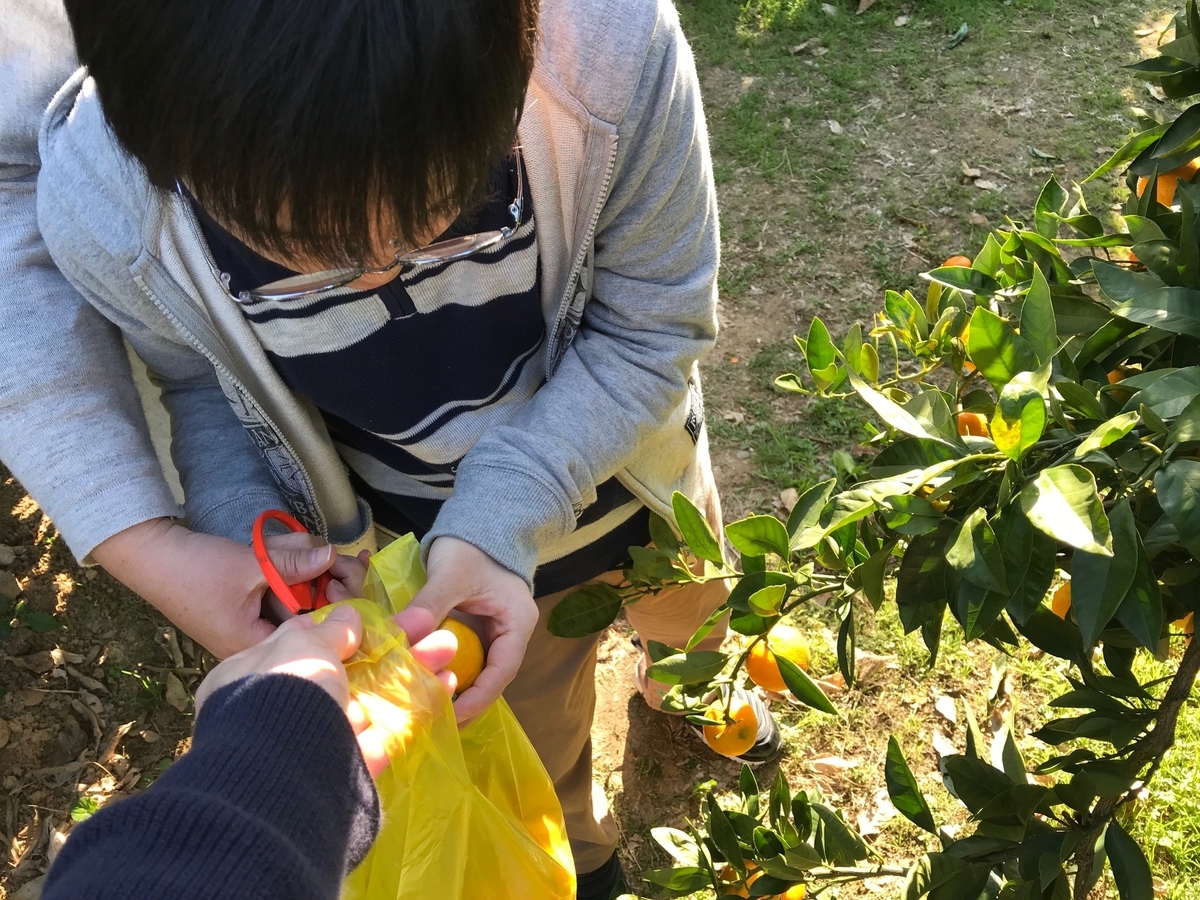 宗像　太陽園　みかん狩り