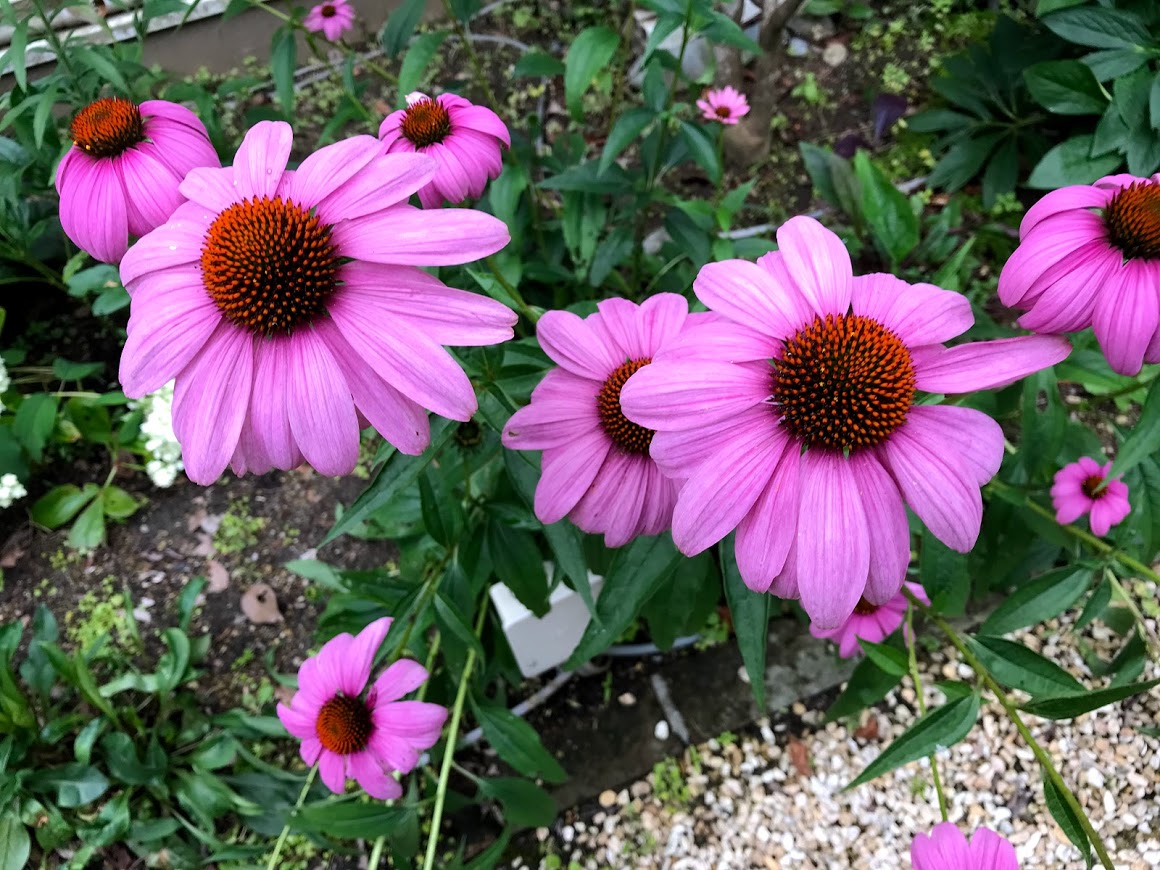 ぶどうの樹　花