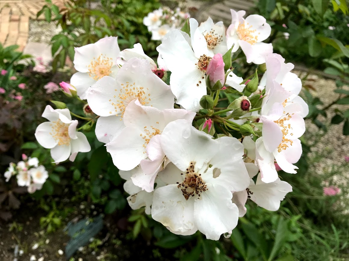 ぶどうの樹　花