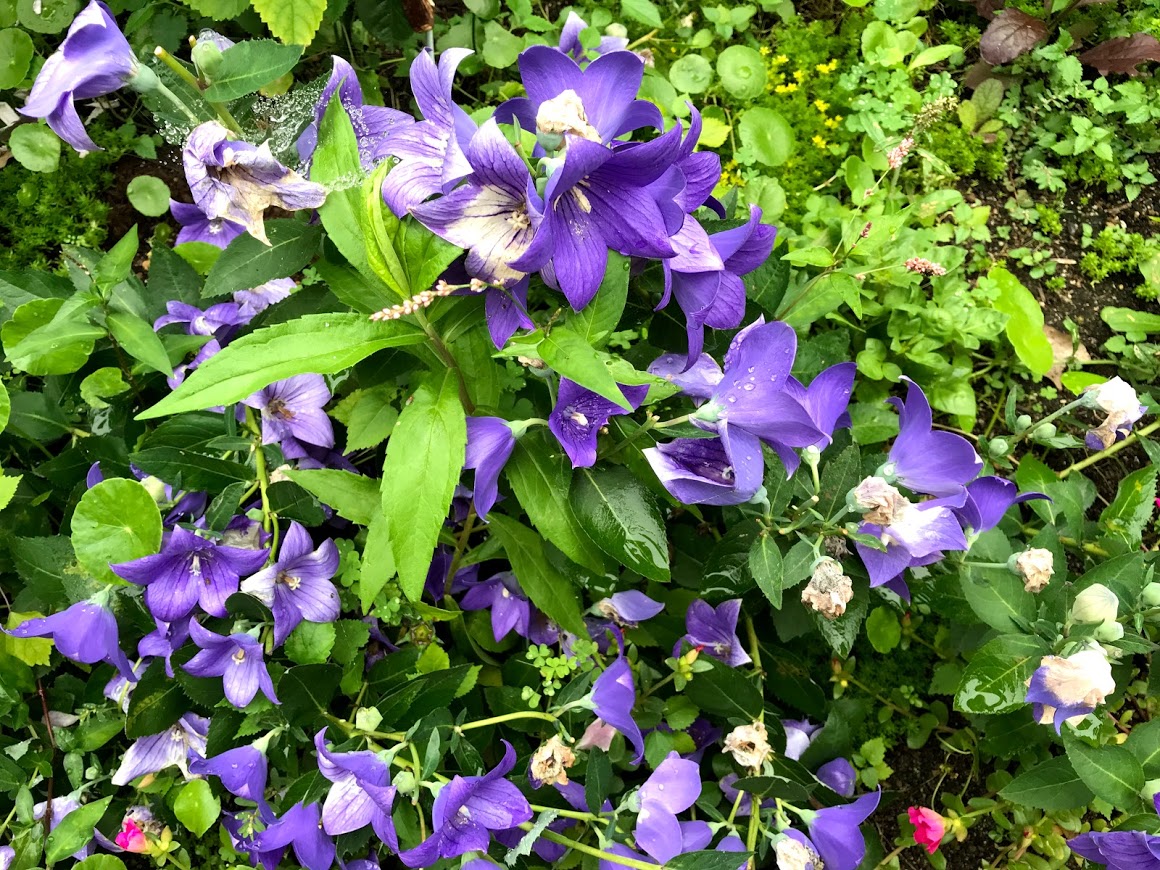 ぶどうの樹　花