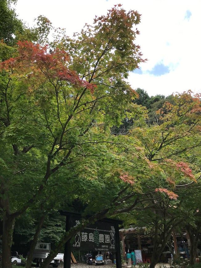 藤島農園 なし狩り ぶどう狩り