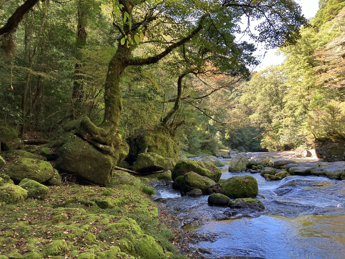 菊池渓谷　苔が生い茂る景色