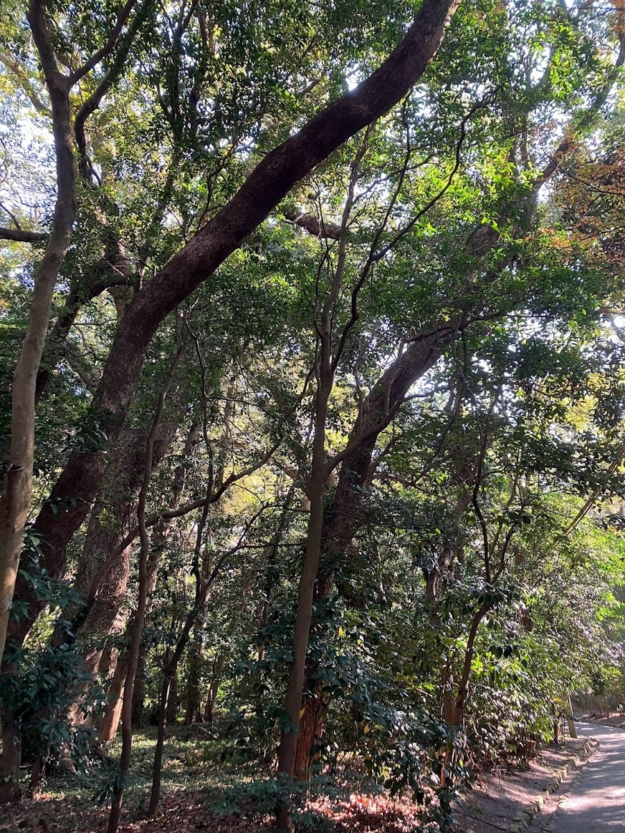 宗像大社　参道