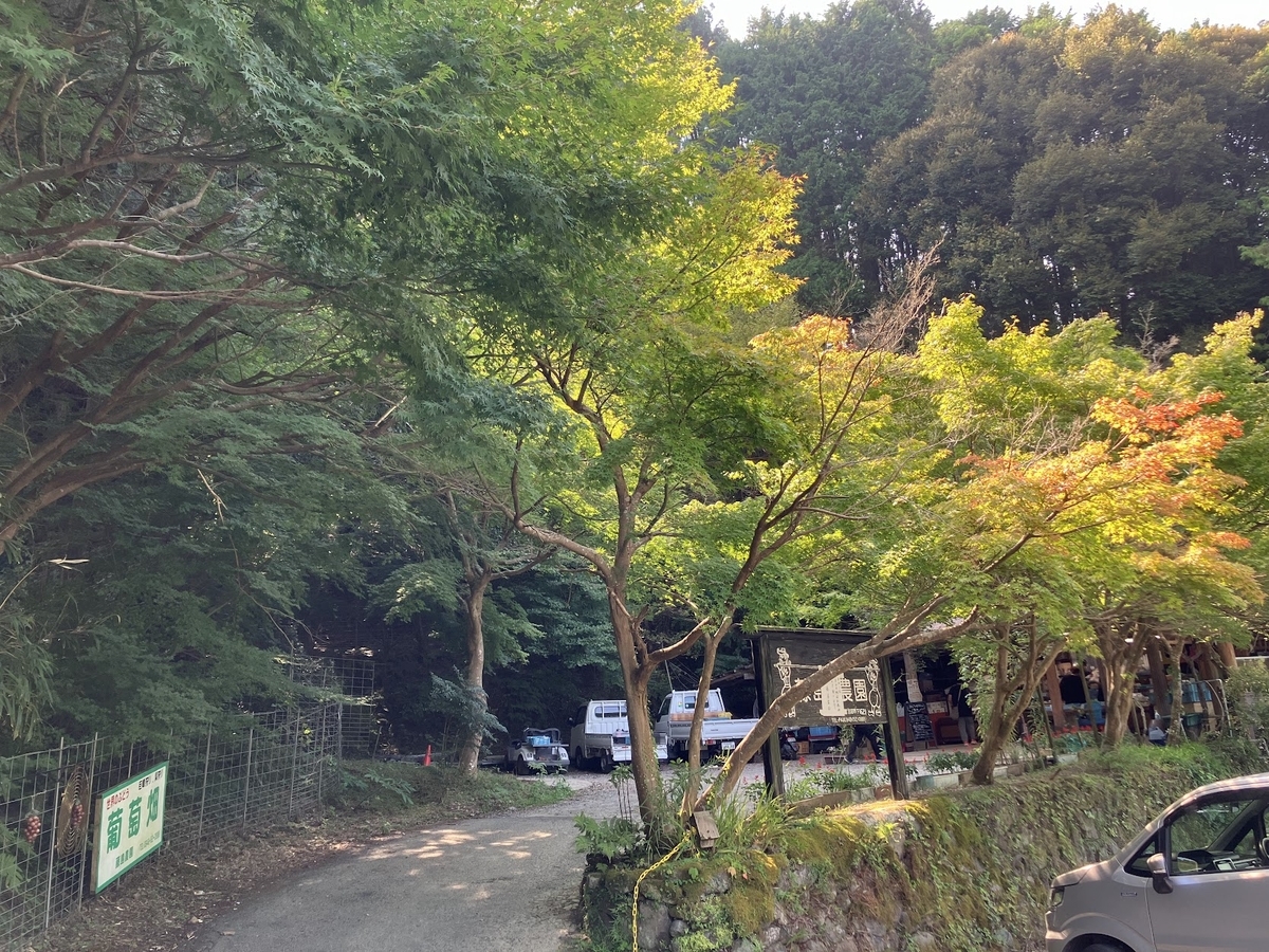 藤島農園 紅葉