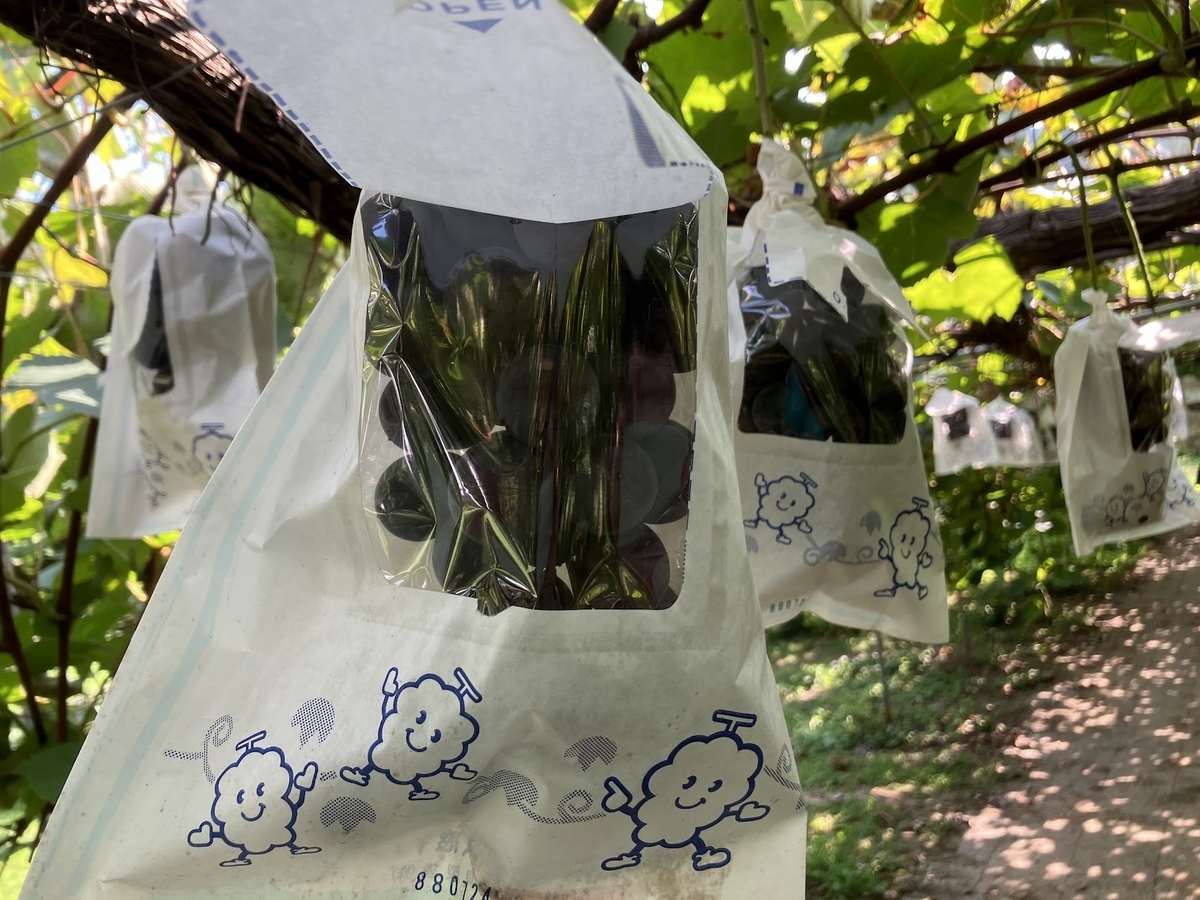ぶどう狩り 藤島農園