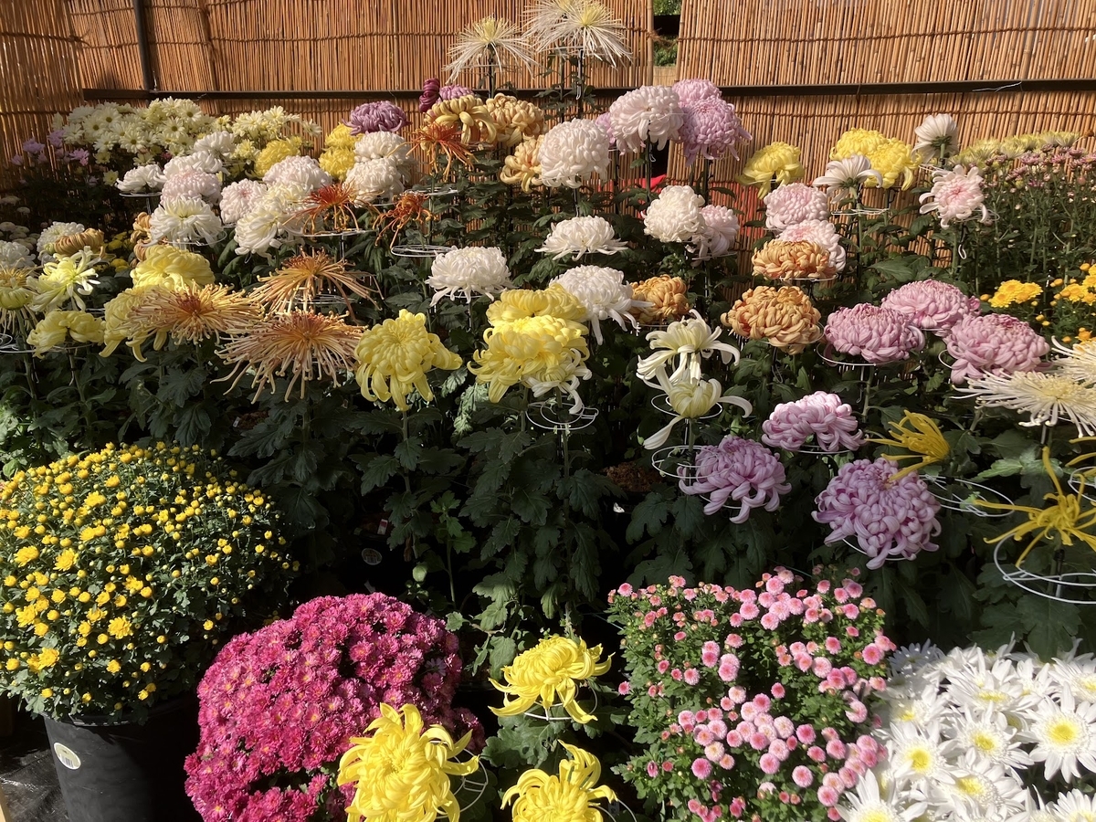 宗像大社　西日本菊花大会