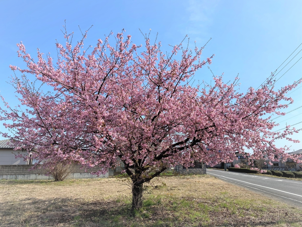 f:id:tanaka-sr:20200301095842j:plain f:id:tanaka-sr:20200301095842j:plain