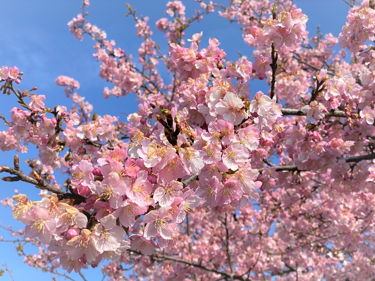 f:id:tanaka-sr:20200301095908j:plain f:id:tanaka-sr:20200301095908j:plain