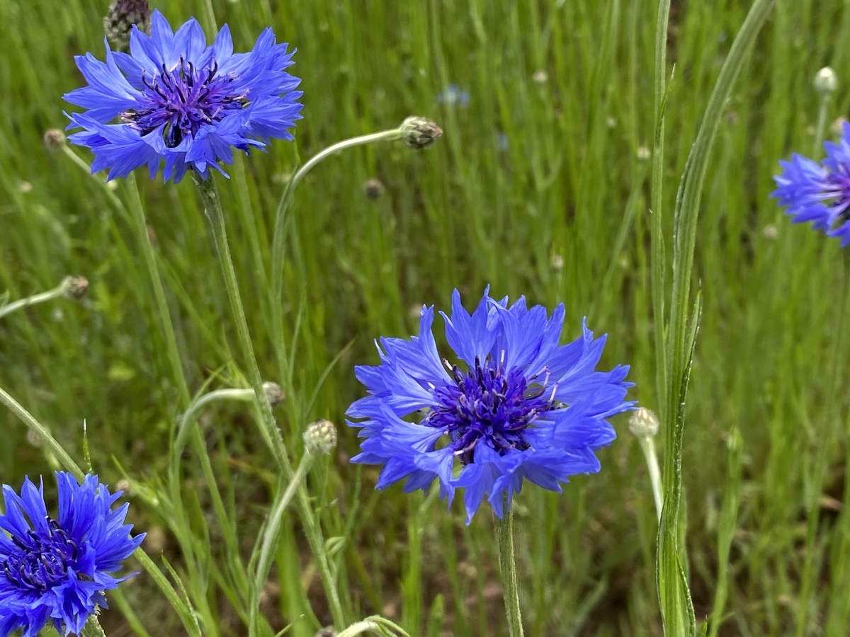 f:id:tanaka-sr:20200503215809j:plain f:id:tanaka-sr:20200503215809j:plain