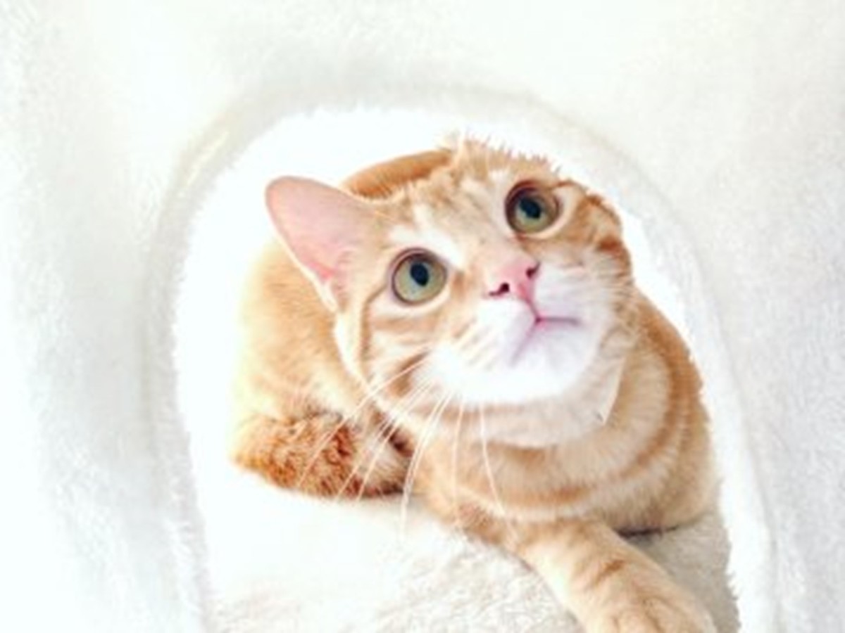 f:id:tanaka6733:20211229233603j:plain