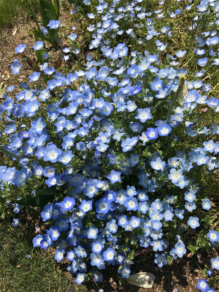 f:id:tanakapibara333:20170501231107j:image f:id:tanakapibara333:20170501231107j:image