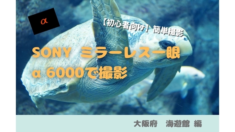 写真撮影】SONY α6000 海遊館編【神レンズ SEL50F18】 - デジんちゅ