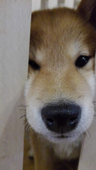 f:id:tanakason:20200908194013p:plain f:id:tanakason:20200908194013p:plain