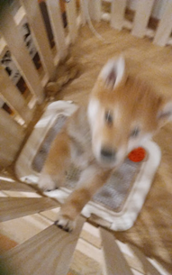 f:id:tanakason:20200908194049p:plain f:id:tanakason:20200908194049p:plain