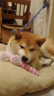 f:id:tanakason:20201130030438p:plain