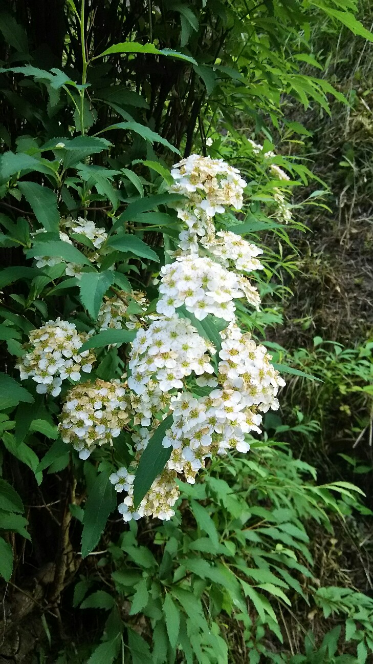 f:id:tanba-hokkori-noen:20170522055019j:image f:id:tanba-hokkori-noen:20170522055019j:image
