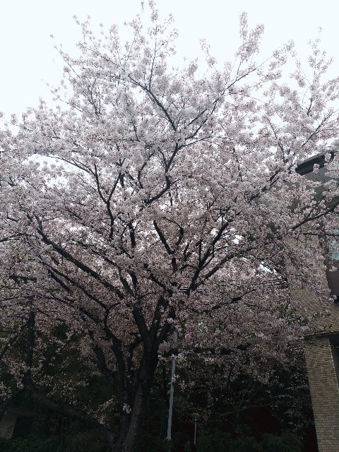 f:id:tanchan1201:20210407014345j:image