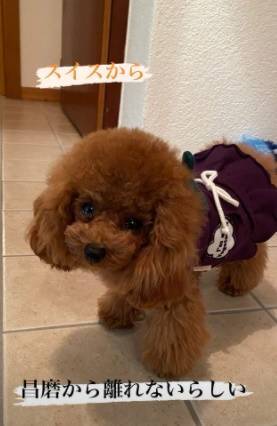 f:id:tanegashimapi:20201005212847j:plain f:id:tanegashimapi:20201005212847j:plain