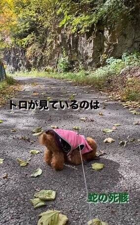 f:id:tanegashimapi:20201022141256j:plain